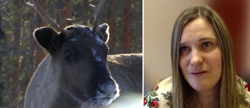 Tvådelad bild. Vänster: en ren i skogsmiljö. Höger: person med långt ljust hår mot röd bakgrund.