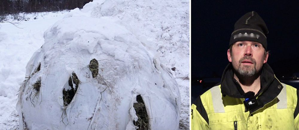 Till vänster: Höbal med revor efter att ha bitits sönder av hjortar. Till höger: lantbrukare i varselkläder kvällstid.