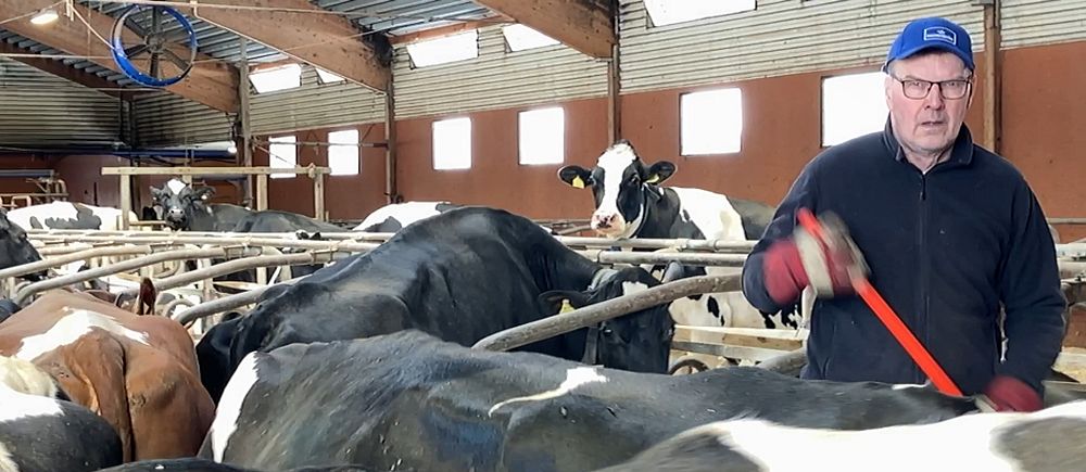 Mjölkbonde Lars Eriksson i Hundsjö bland sina kor i stallet