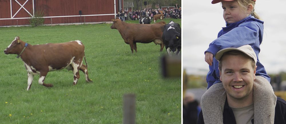 Delad bild. Till vänster: kor på grön äng vid röd ladugård. Till höger: barn på vuxens axlar.