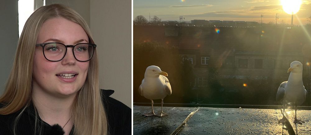Delad bild. Till vänster en person med långt ljust hår, till höger två måsar vid ett soligt fönster.