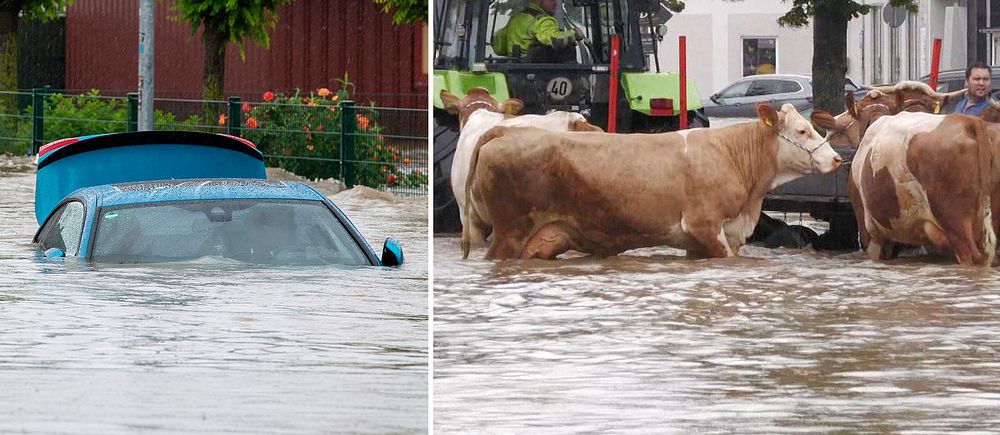 Tvådelad bild. Till vänster en bil som hamnat under vattenytan och till höger kossor som evakueras från vattenmassorna.