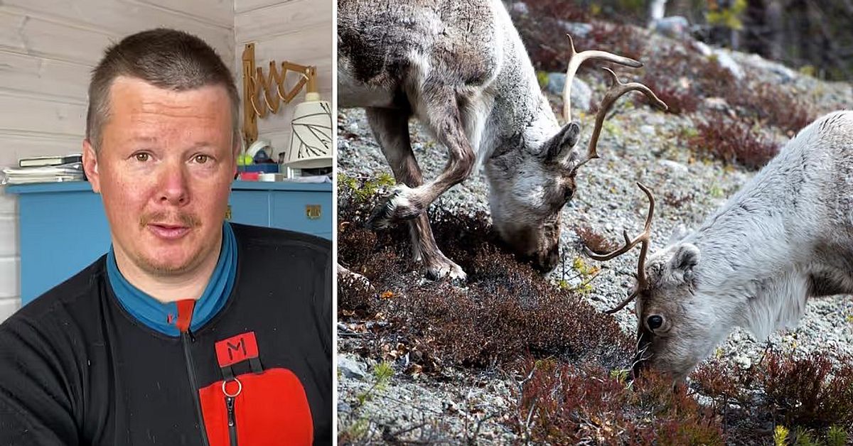 Samebyn Ruvhten Sijte i domstol för renbete på norsk sida