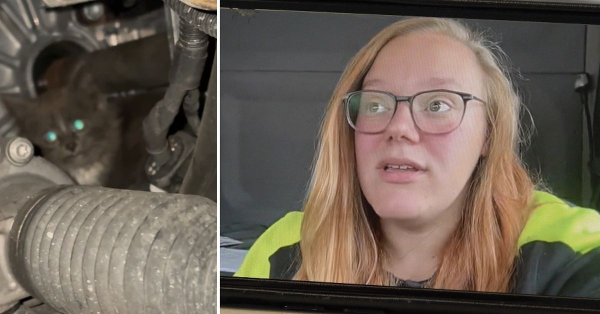 Mystiska ljudet fr&aring;n motorhuven &ndash; var en bortsprungen kattunge