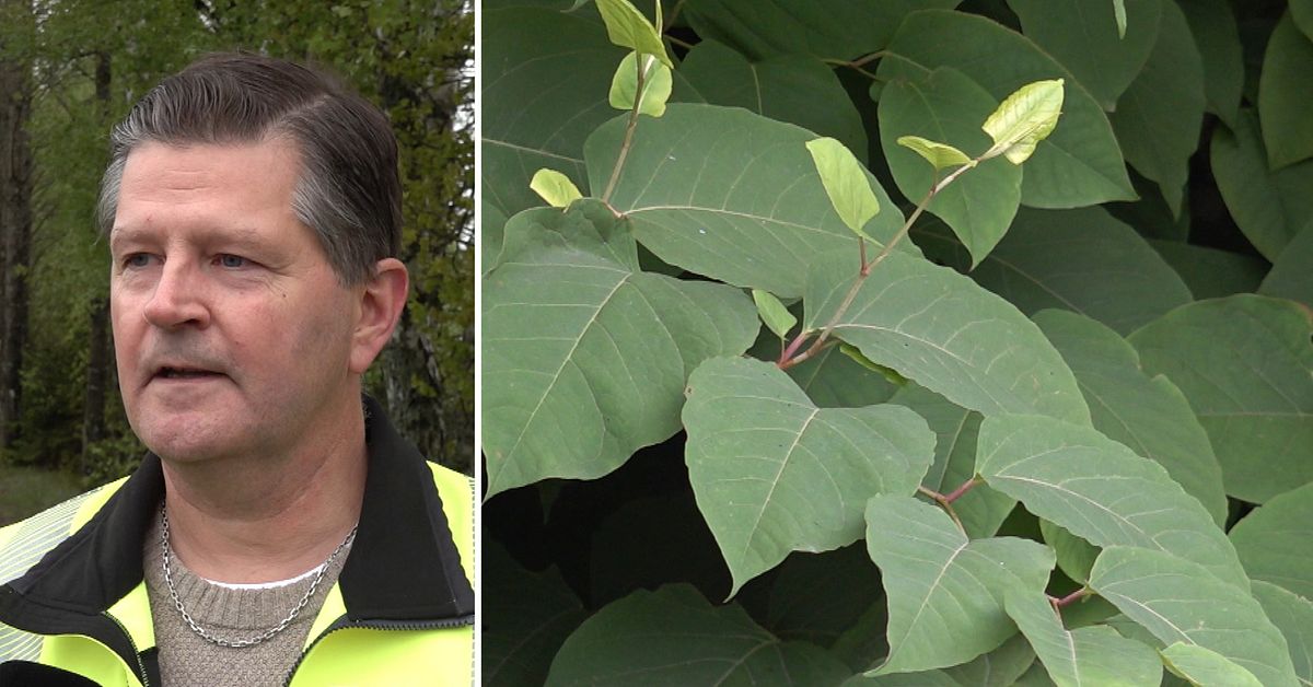 Kriget mot invasiva arter trappas upp &ndash; utan nya pengar: &rdquo;Kommer bli tufft&rdquo;