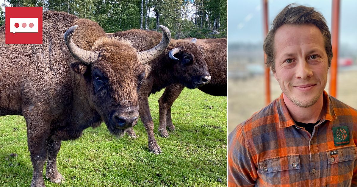 Forskning visar fördelar med vilda visenter – lämpligt att införa i ...