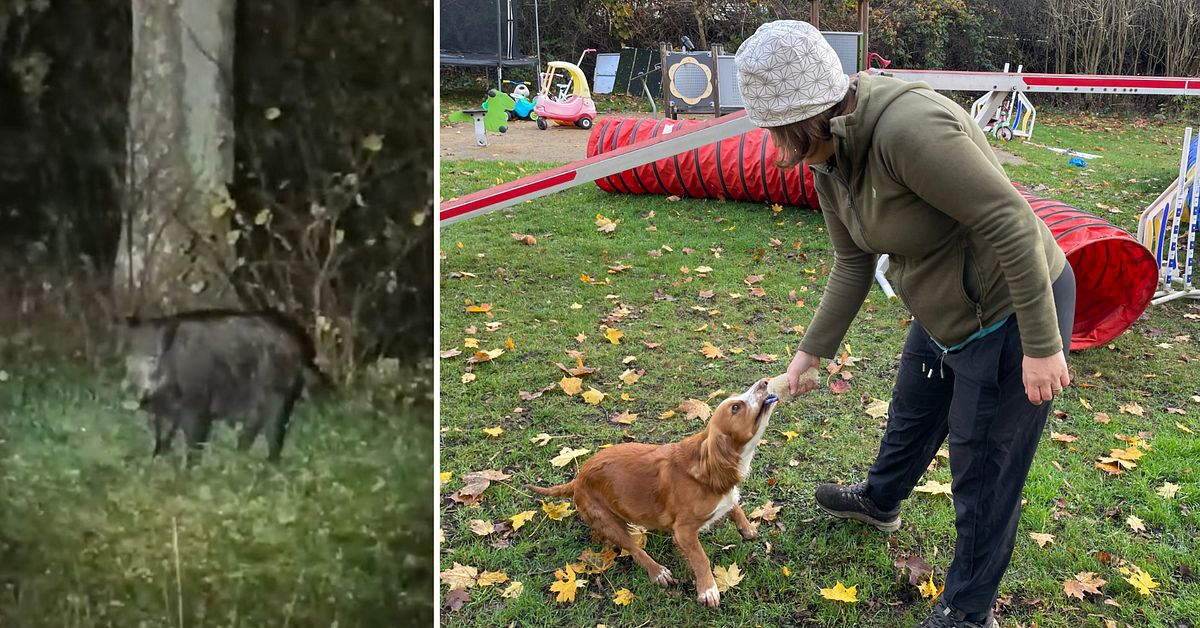 Vildsvinen skapar kaos i Höör – hundägare oroliga