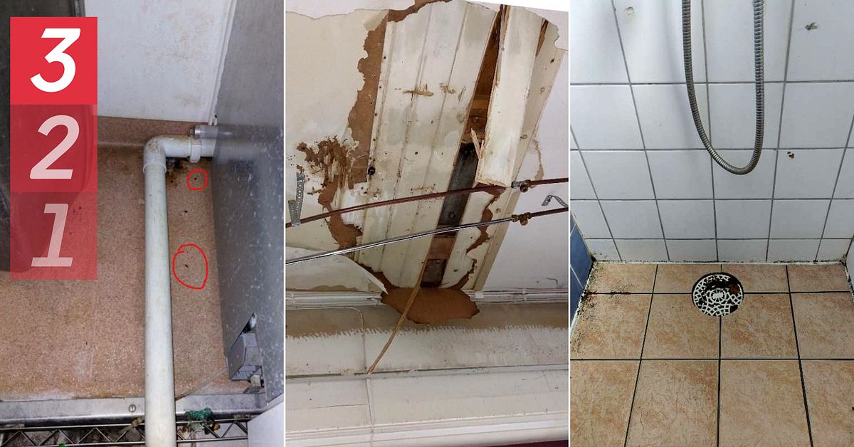 Musskit och mögel – här är bristerna på bärplockarnas boenden i ...