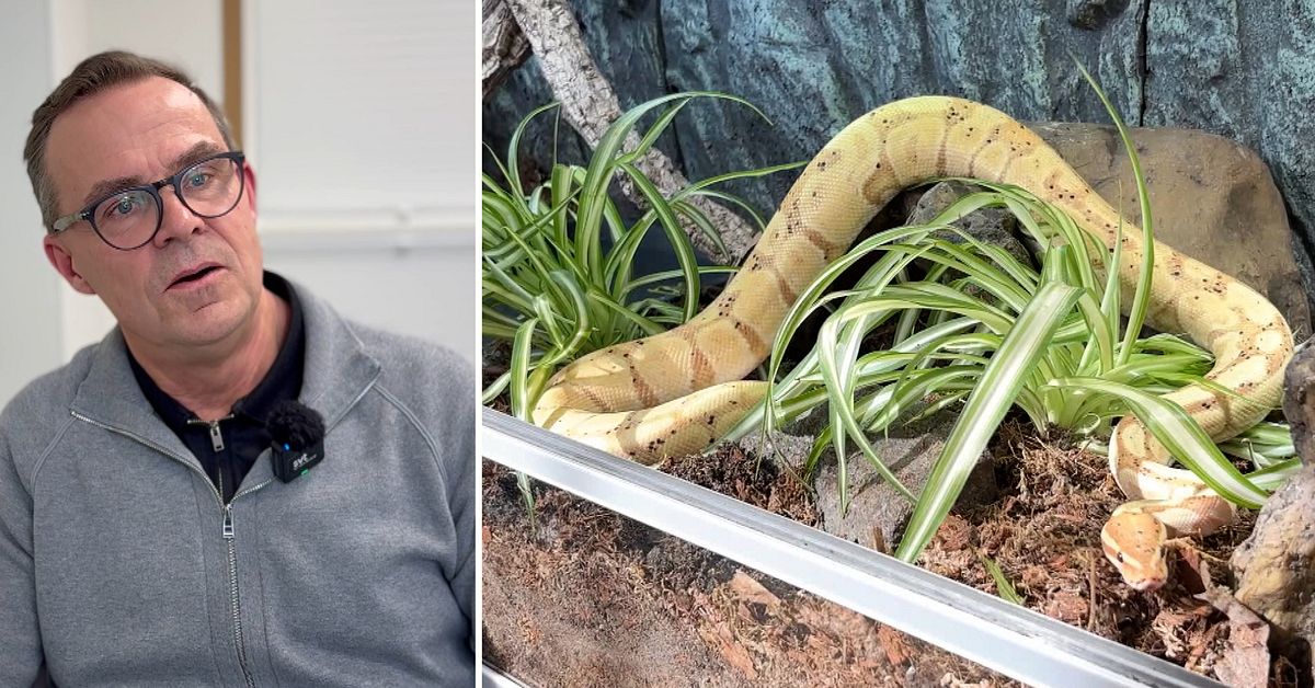 Psykologen: Det ska du g&ouml;ra om du &auml;r r&auml;dd f&ouml;r ormar