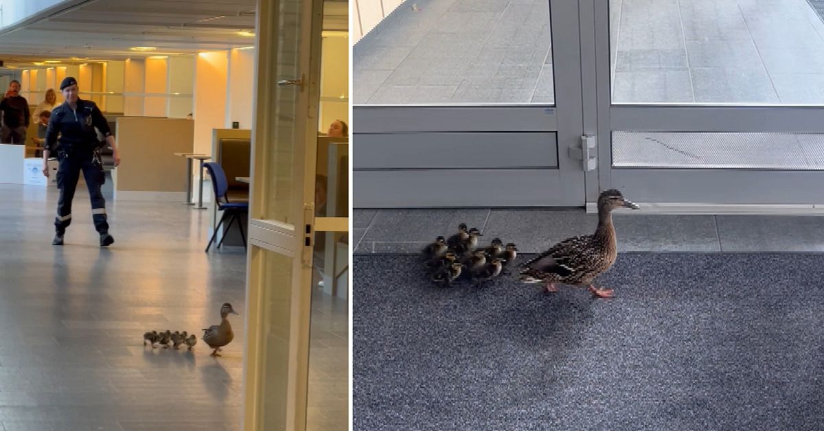 Se andfamiljen l&auml;mna Ume&aring; universitet &ndash; eskorterades av v&auml;ktare