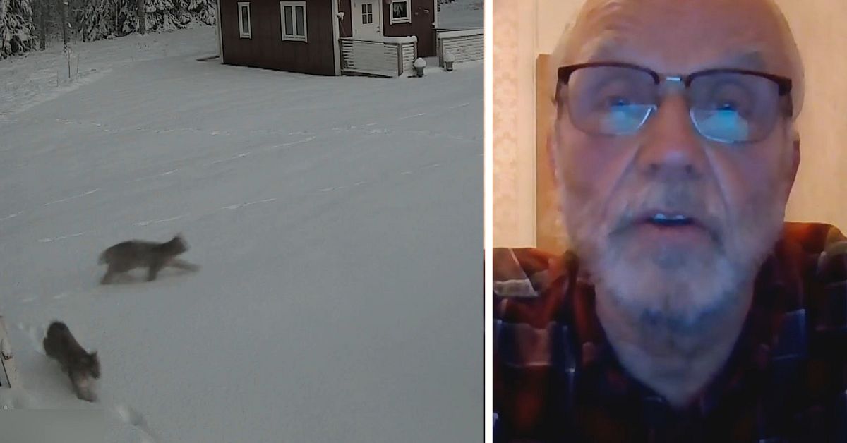 Sven hade sex lodjur i trädgården – fångades i övervakningskameran | SVT Nyheter
