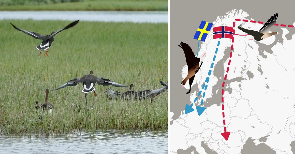 Sverige försöker bevara gässen – Norge skjuter ihjäl dem