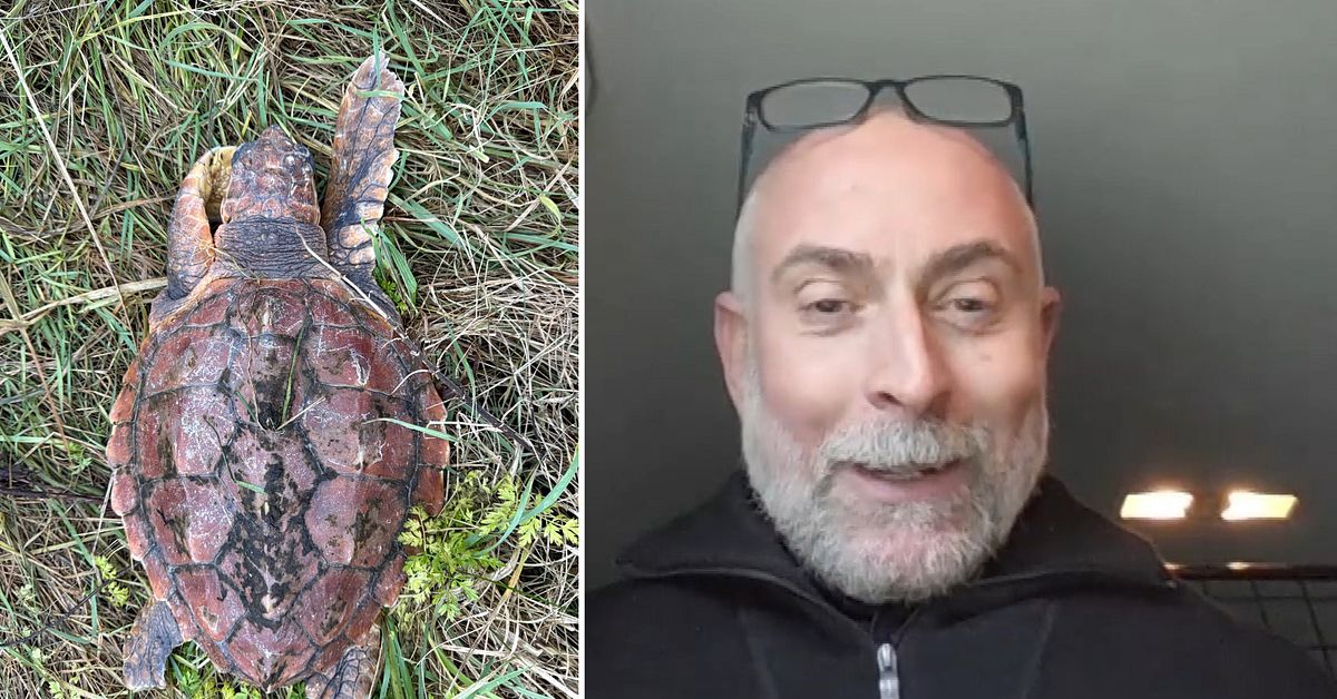 Carl hittade en exotisk havssköldpadda utanför Varberg