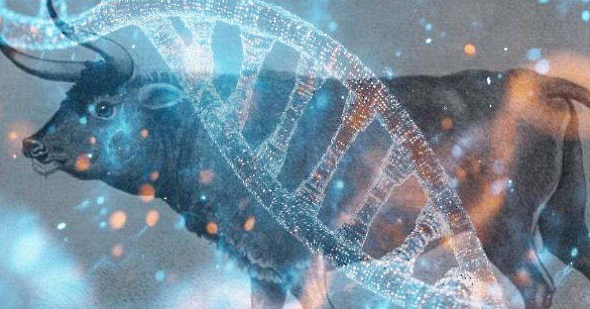 Forskning vid LTU: Svenskar vill ha tillbaka uroxen i skogen