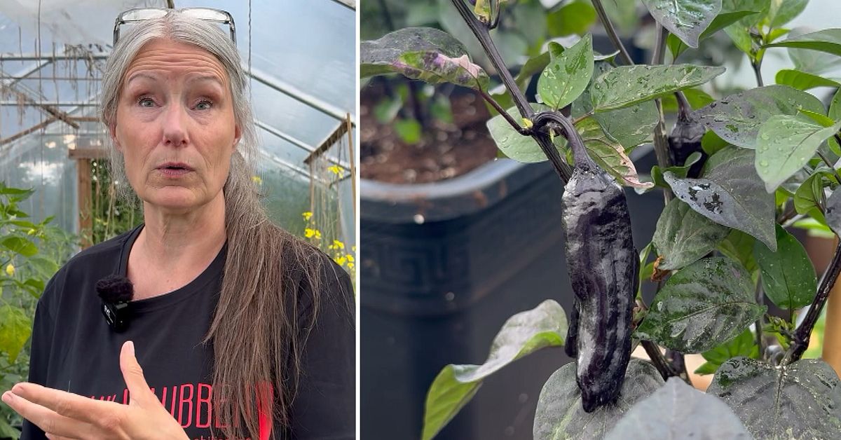 Elisabet har 51 olika sorters chili p&aring; &Ouml;land &ndash; ber&auml;ttar hur man lyckas med odlingen
