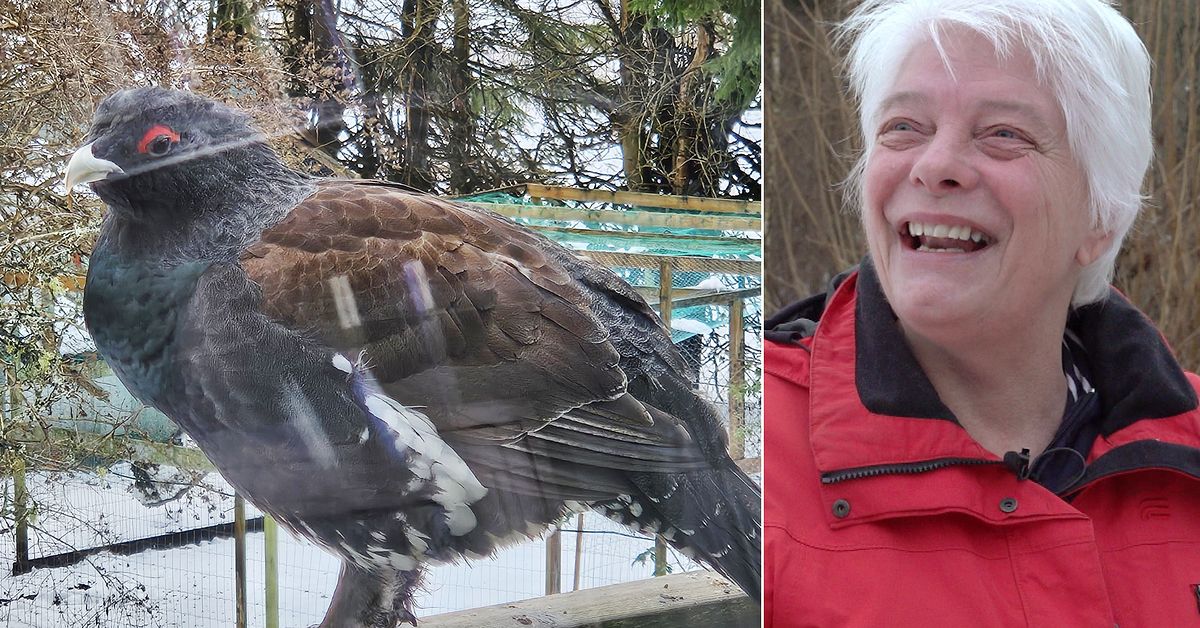 &rdquo;Spelgalen&rdquo; tj&auml;der har bott i Ankis tr&auml;dg&aring;rd sedan i julas