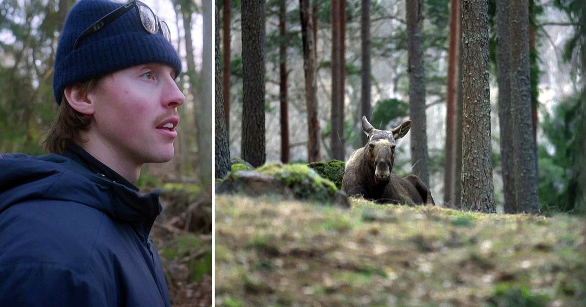 Nytt SVT-program: Oliver Norqvist fr&aring;n Bolaget vandrar med &auml;lgar