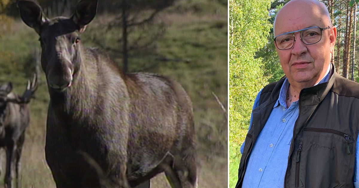 Jägareförbundet i Dalarna uppmanar till bojkott av fortsatt älgjakt
