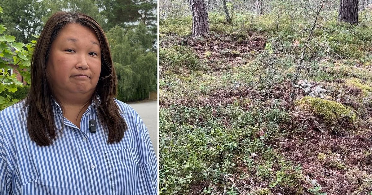 Vildsvin f&ouml;rst&ouml;rde tr&auml;dg&aring;rdar i Str&auml;ngn&auml;s &ndash; nu ska fyra kultingar skjutas