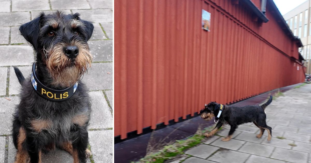 SVT utmanar årets polishund – terriern Ivan är liten men bäst av alla