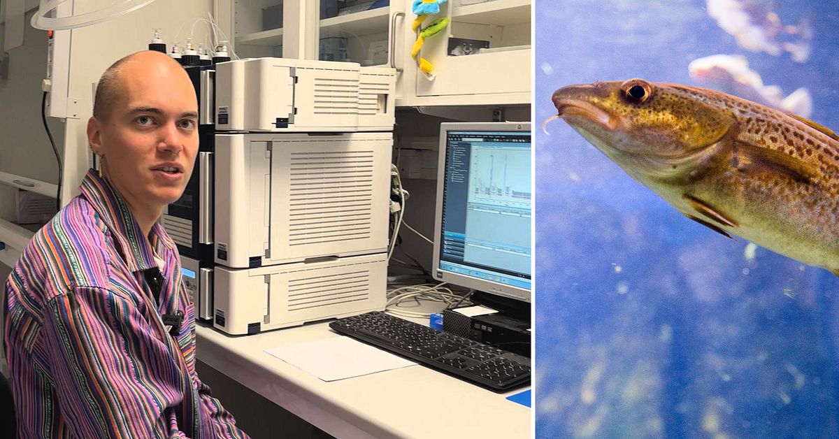 Ny studie ger forskarna hopp &ndash; &Ouml;stersj&ouml;torsken m&aring;r b&auml;ttre &auml;n man trott