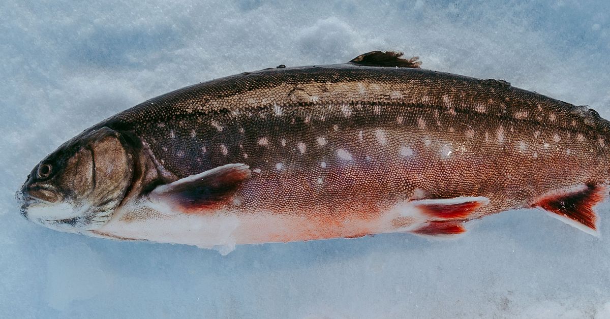 Smittsamt virus hittat i fiskodling i Malgomaj &ndash; 600 ton fisk m&aring;ste bytas ut