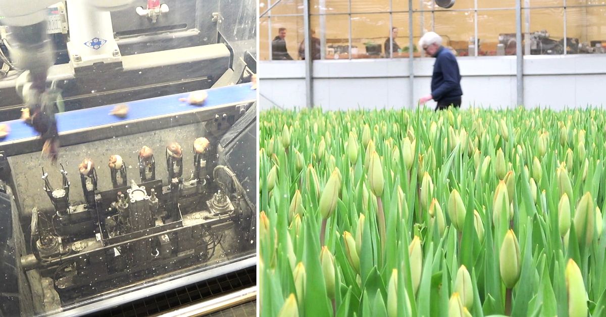 200 tulpanl&ouml;kar i minuten &ndash; i Billeberga kommer v&aring;ren tidigt