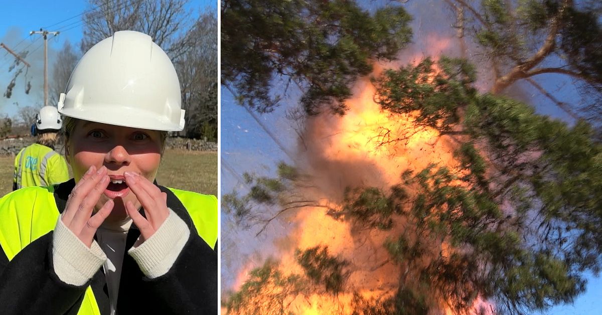 H&auml;r spr&auml;ngs tr&auml;det bort efter stormen Dave &ndash; se reporterns reaktion