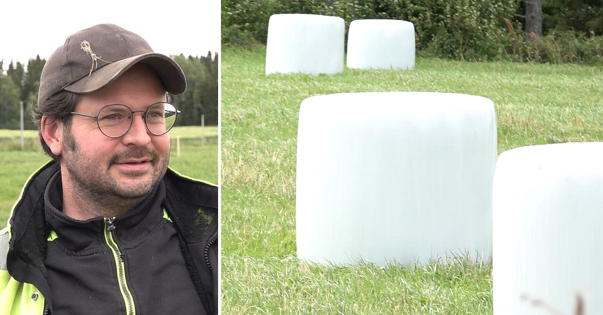 B&ouml;ndernas gl&auml;dje i kylan &ndash; firar stora sk&ouml;rdar: &rdquo;Fantastisk sommar i J&auml;mtland&rdquo;
