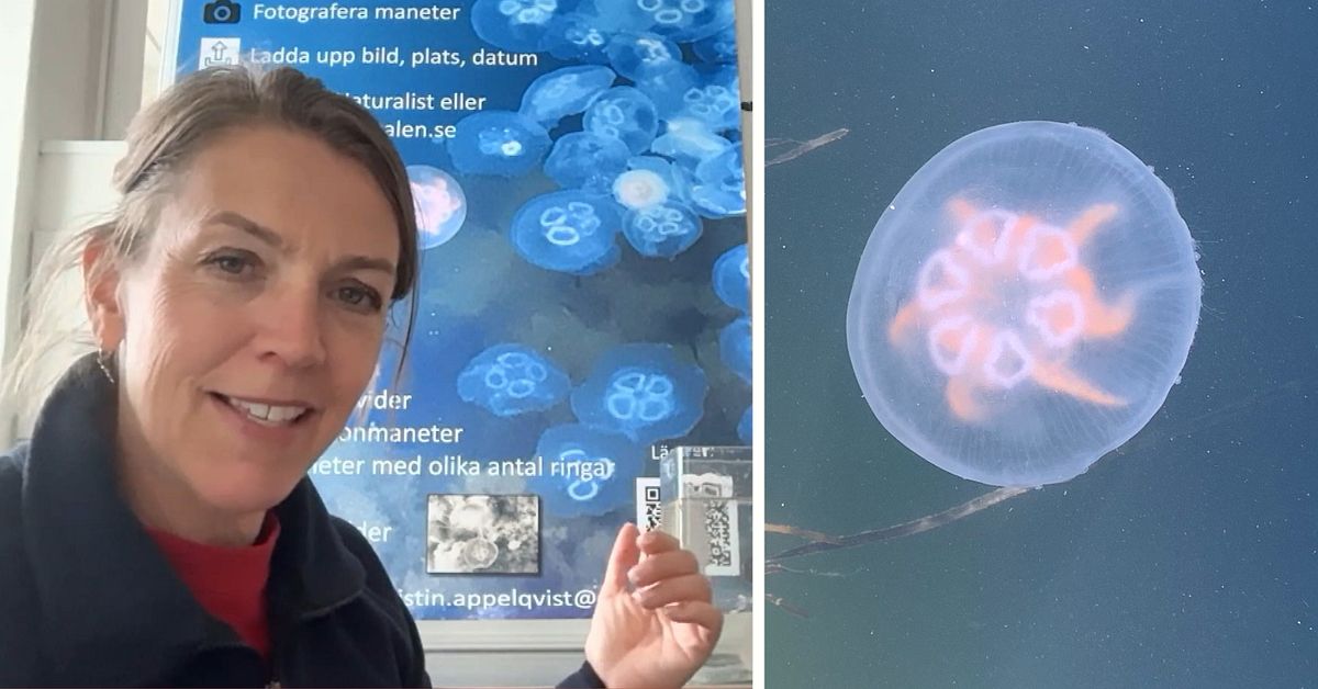 &Ouml;ronmaneten d&ouml;r i Bohusl&auml;n men frodas i &Ouml;stersj&ouml;n &ndash; nu ber forskaren om hj&auml;lp