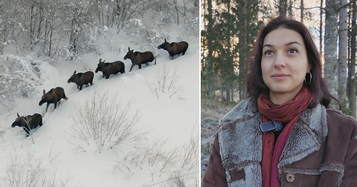 Studie från SLU visar – här trivs älgen bäst