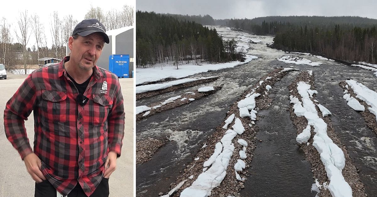 Gr&auml;vningen i Storforsen kan ha f&ouml;rst&ouml;rt laxens lekomr&aring;de