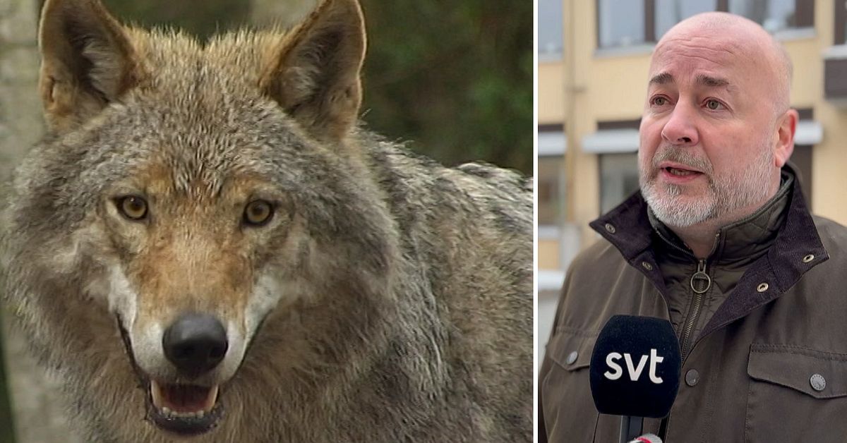 L&auml;nsstyrelsen om problemvargen i Sm&aring;land: &rdquo;Inte aktuellt med skyddsjakt &ndash; &auml;n&rdquo;