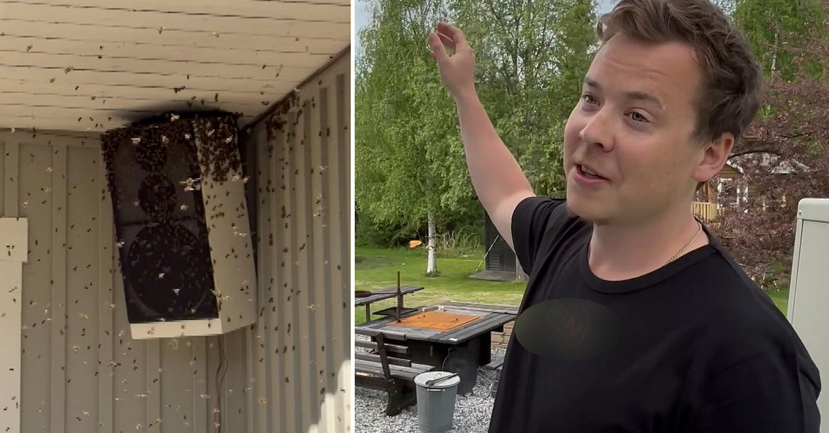 Dennis i Tavelsj&ouml; v&auml;cktes av f&ouml;rrymd bisv&auml;rm &ndash; byggde bo i h&ouml;gtalaren