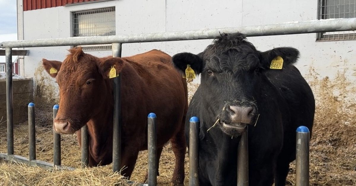 Beredskapslager ska byggas i norr – bönder kritiska: ”För höga krav”