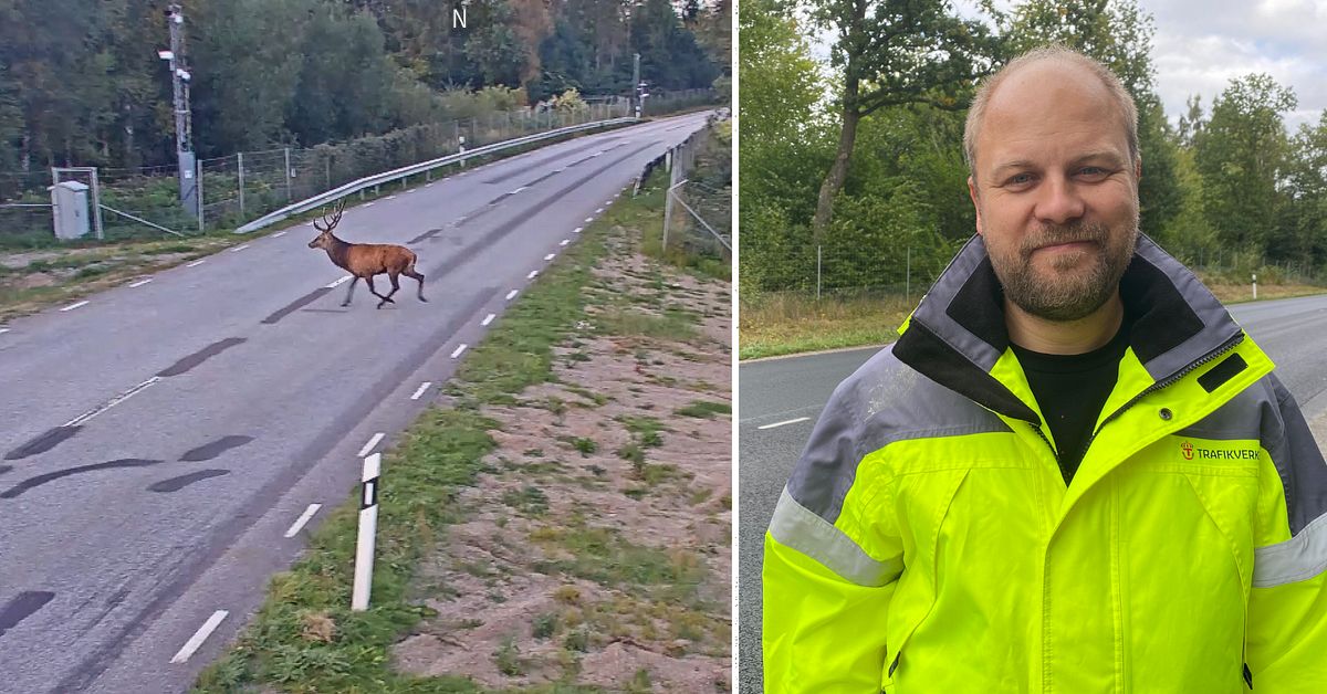 Viltolyckorna har minskat med hjälp av viltpassage i Svedala | SVT Nyheter