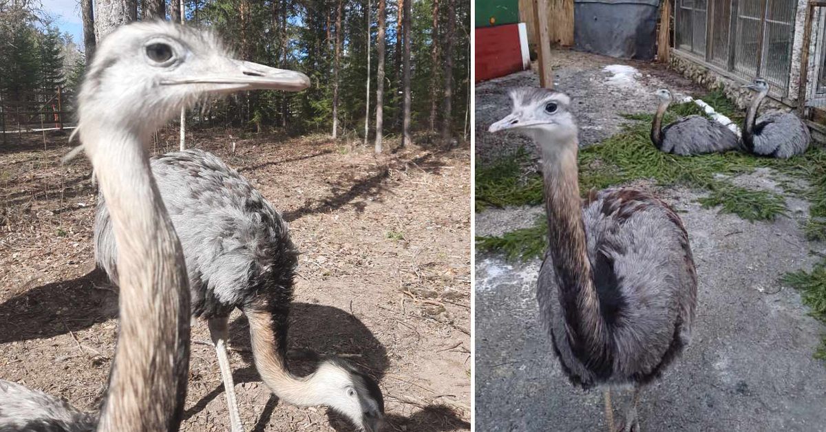 Bortsprungna strutsar i Junsele efter regnov&auml;der