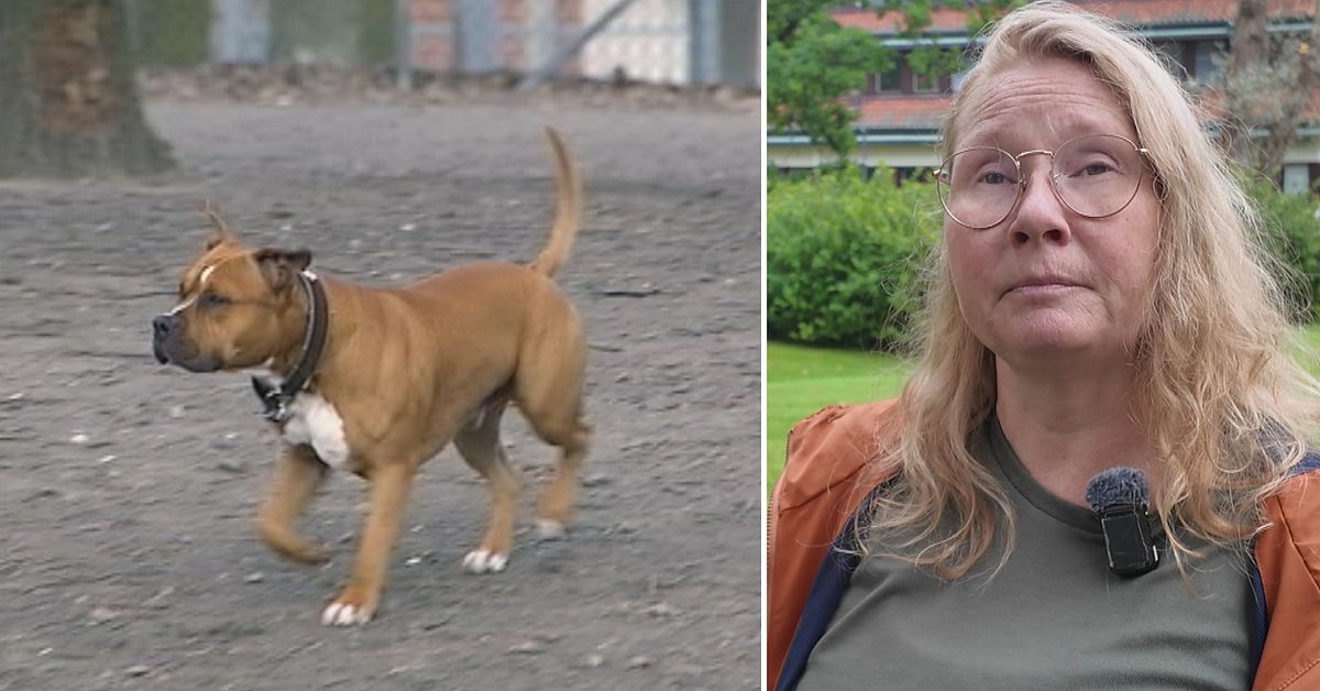 Länsveterinären glad över skärpta regler – men ser problem: ”Knepigt”