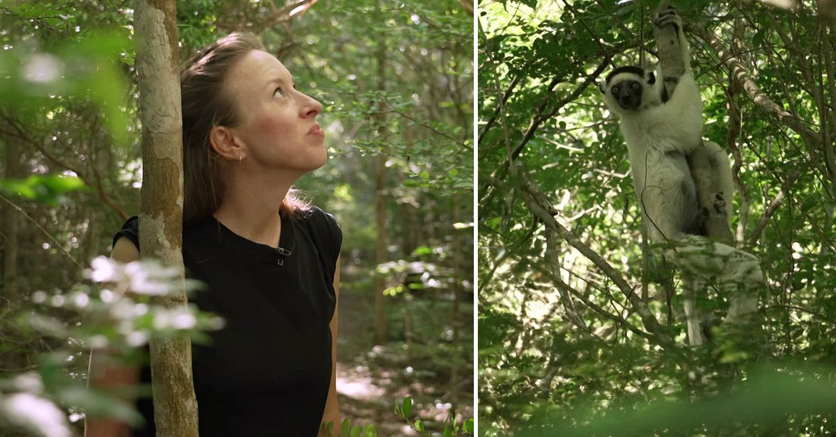 Här återvänder skogen på Madagaskar: ”Djuren kommer tillbaka”