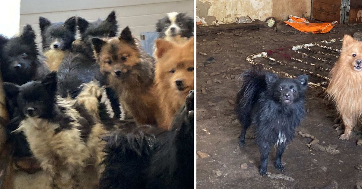 Hundarnas misär – levde i avföring och kyla