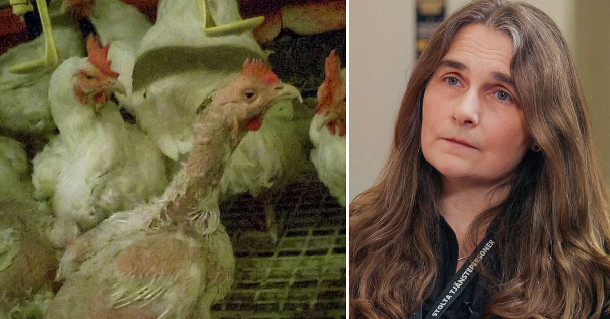 H&ouml;nor &aring;t varandra levande &ndash; men inga kontroller gjordes