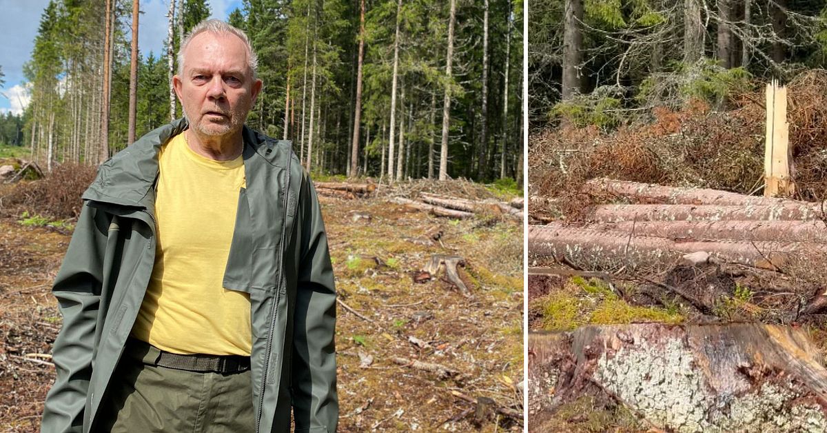 Kenneth fick 110 träd nedhuggna av misstag: ”De låter träden ligga här och ruttna”