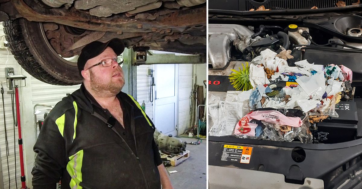 Rats and mice build nests in cars: "Sometimes they jump out when you