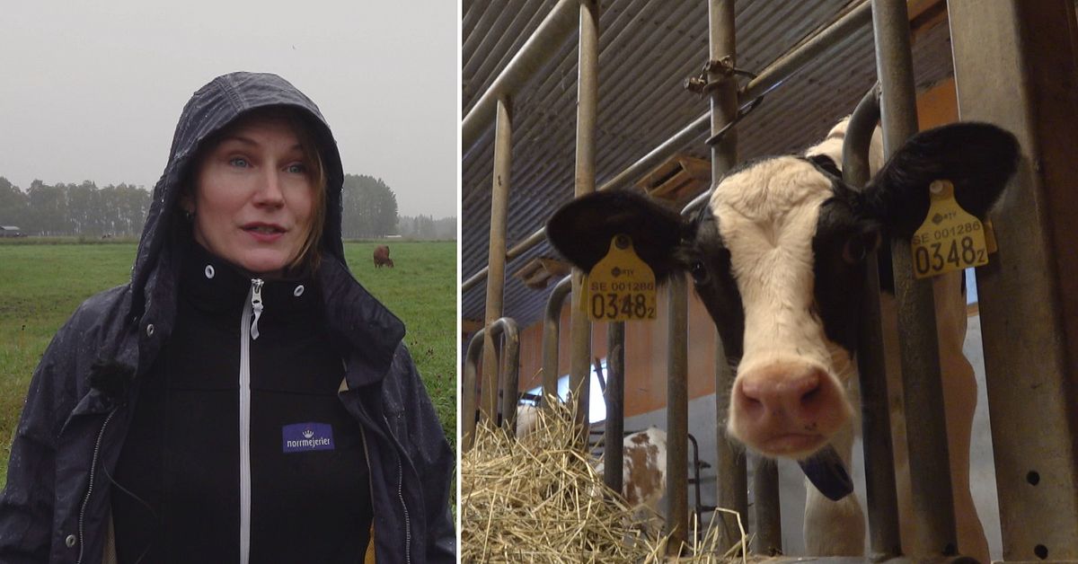 Farmer Linnea in Luleå on the boycott "Then there will be neither