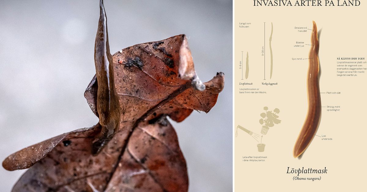 Invasiva och rovdjuriska lövplattmasken  hittad i Västernorrland