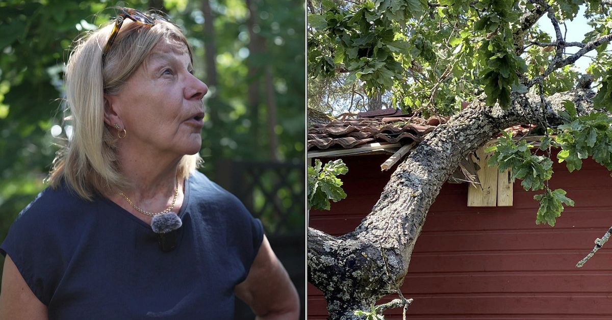 Eken på gården krossade Riittas och Stigs stuga i Gustavsberg