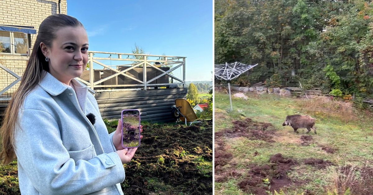 Se n&auml;r vildsvinet b&ouml;kar upp Matildas gr&auml;smatta utanf&ouml;r Tran&aring;s