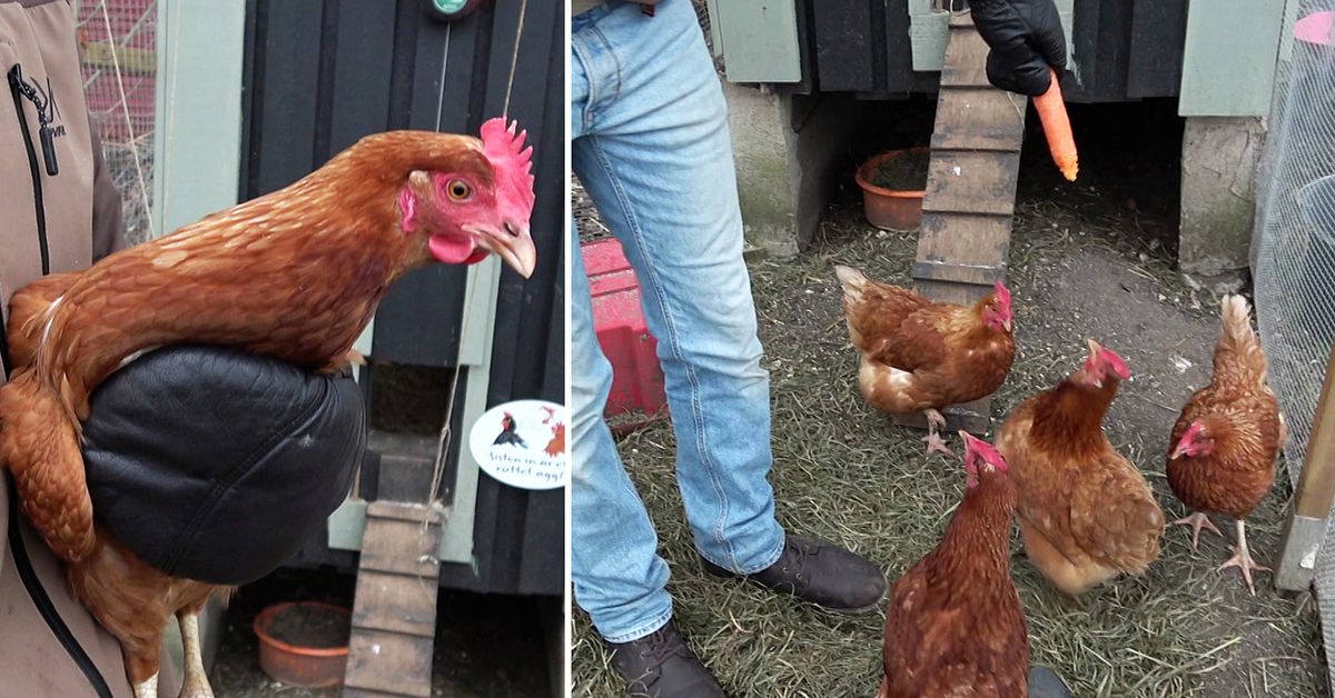 Inst&auml;ngda h&ouml;ns efter f&aring;gelinfluensan &ndash; s&aring; undviker du aggressivt beteende