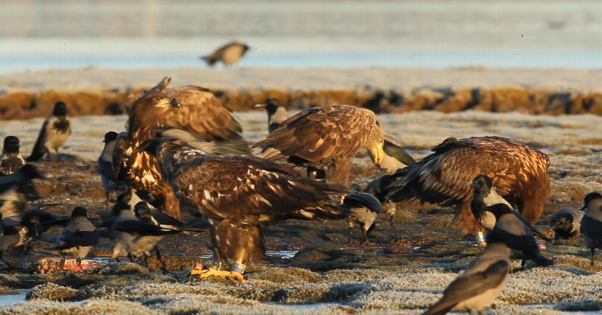 Sveriges &auml;ldsta havs&ouml;rn hittad d&ouml;d p&aring; &Ouml;land &ndash; ringm&auml;rktes 1989