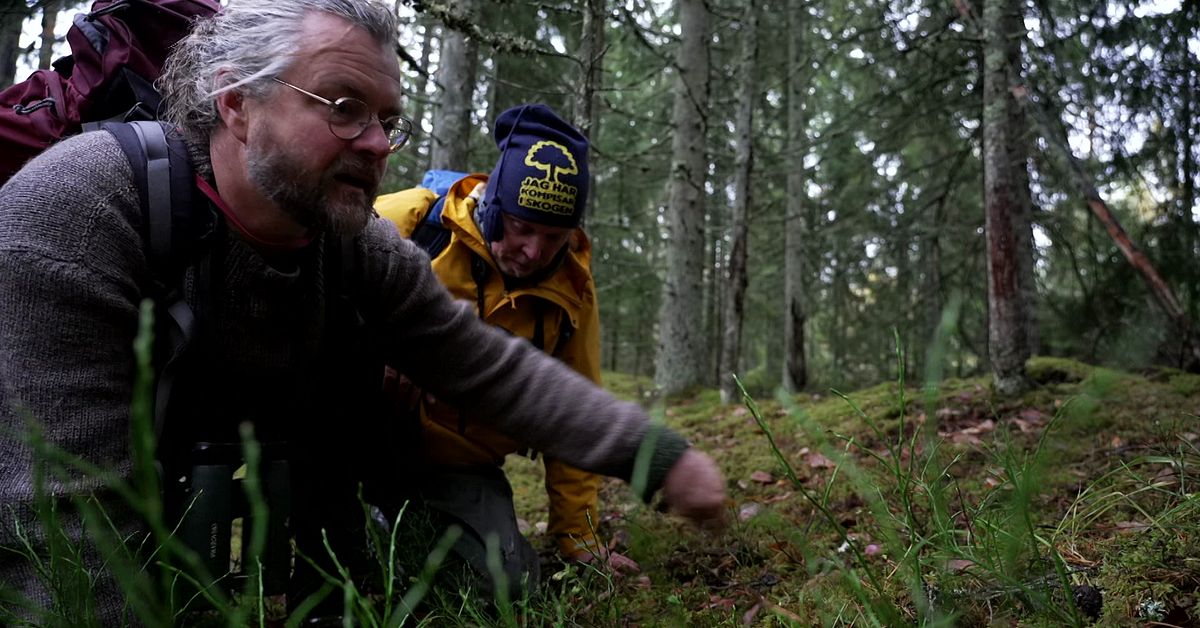 Liten orkid&eacute; symbol f&ouml;r r&ouml;dgr&ouml;n konflikt &ndash; skogspolitiken splittrar